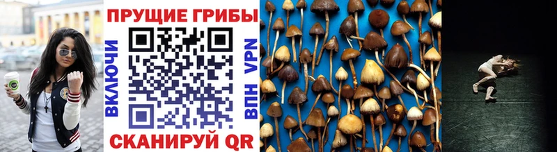 Галлюциногенные грибы MAGIC MUSHROOMS  Купить  Новопавловск 